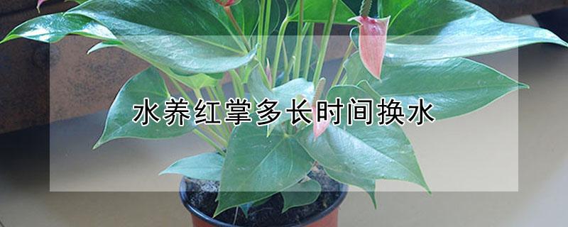 水养红掌多长时间换水（大红掌可以用水养吗）