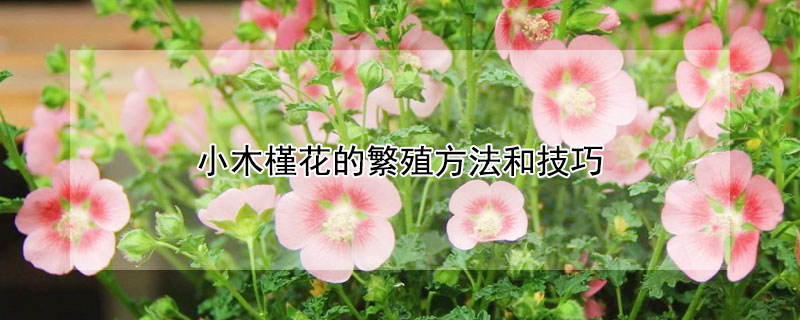 小木槿花的繁殖方法和技巧（木木槿花怎么繁殖）