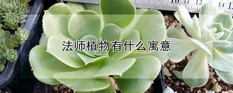 法师植物有什么寓意 植物法师的寓意