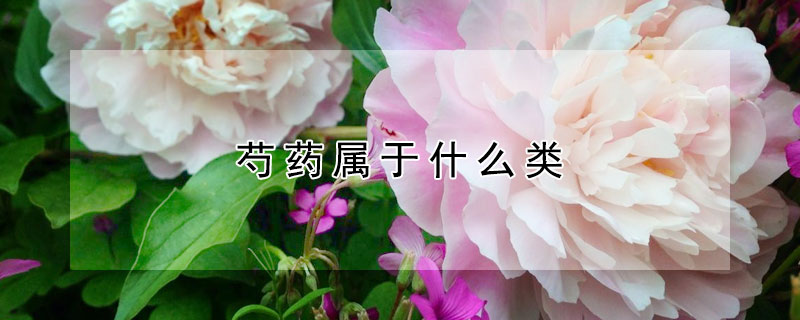 芍药属于什么类（芍药属于什么类中药）