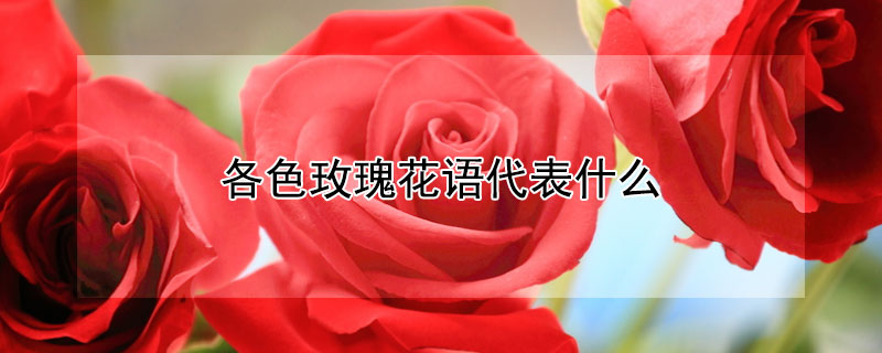 各色玫瑰花语代表什么（各色玫瑰花语和寓意）