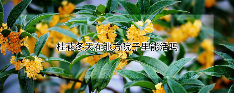 桂花冬天在北方院子里能活吗（桂花在北方室内能过冬吗）