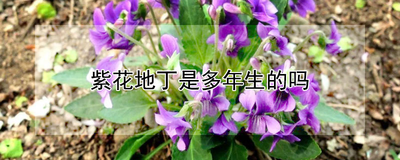 紫花地丁是多年生的吗 紫花地丁几年生