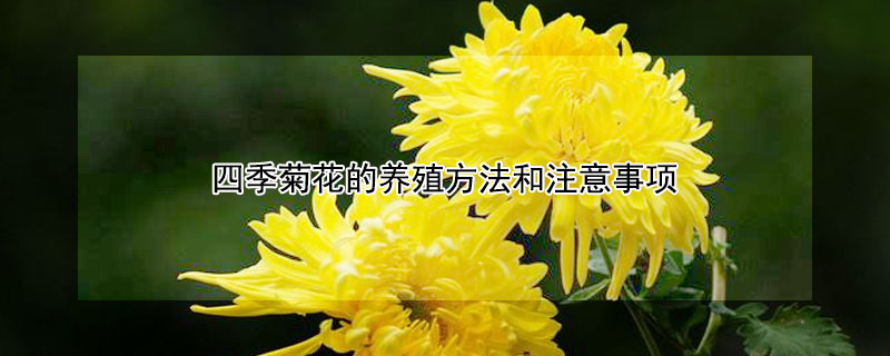 四季菊花的养殖方法和注意事项（四季菊花种植方法）