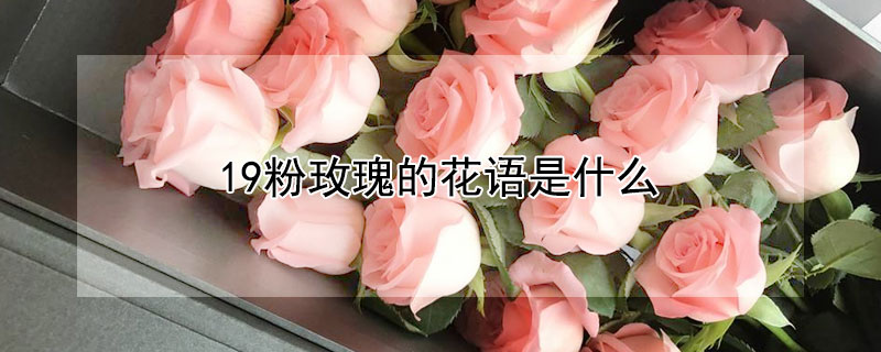 19粉玫瑰的花语是什么 19粉玫瑰花语是什么意思