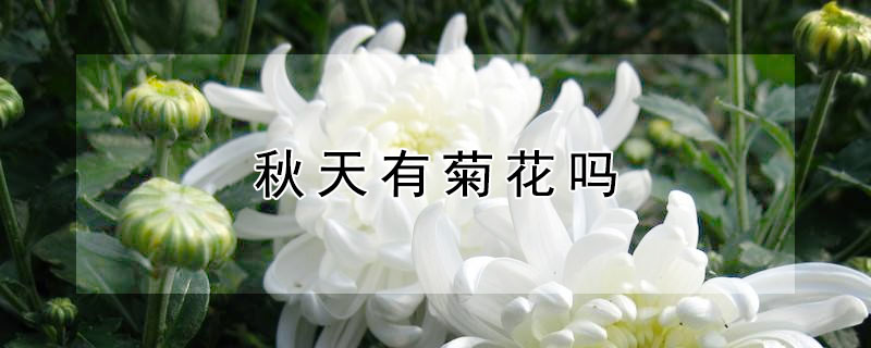 秋天有菊花吗