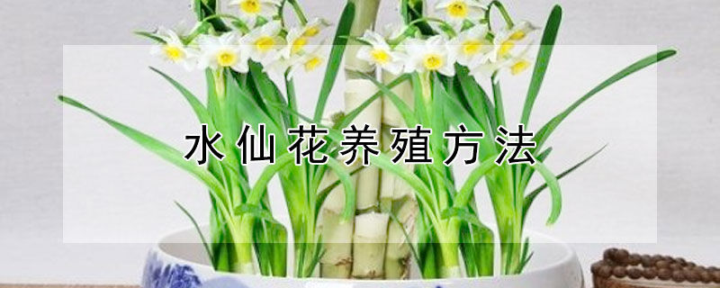 水仙花养殖方法