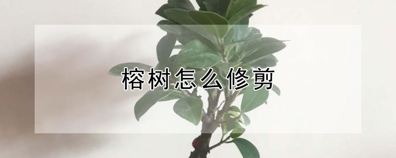 榕树怎么修剪 榕树怎么修剪比较好看