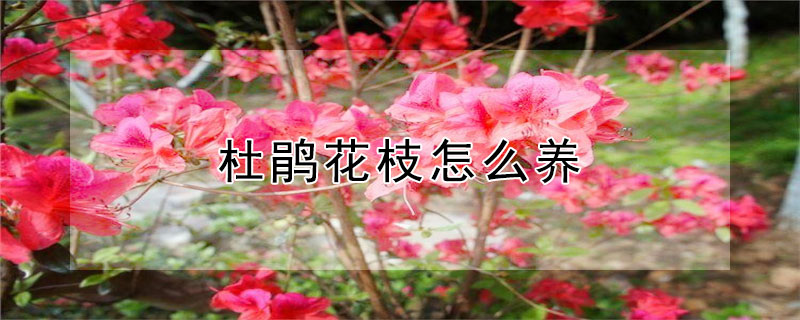 杜鹃花枝怎么养（杜鹃枝条怎么养）