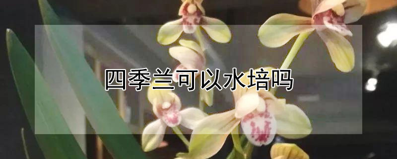 四季兰可以水培吗（水培四季香兰养殖方法?）