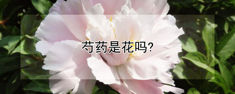 芍药是花吗?（芍药是花吗还是药）