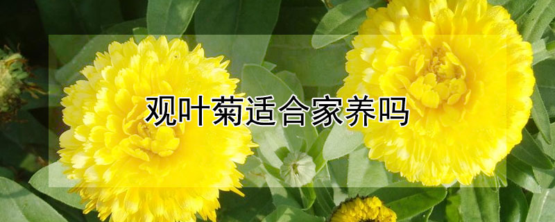 观叶菊适合家养吗