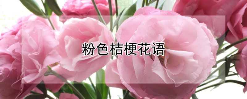 粉色桔梗花语（粉色桔梗花的花语是什么意思）