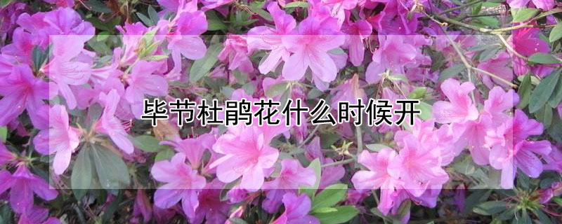 毕节杜鹃花什么时候开（今年贵州毕节杜鹃花什么时候开）