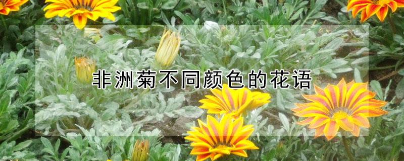 非洲菊不同颜色的花语 粉色非洲菊的花语是什么