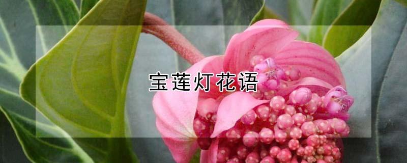 宝莲灯花语（宝莲灯花语是什么）