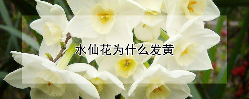 水仙花为什么发黄 水仙发黄不开花