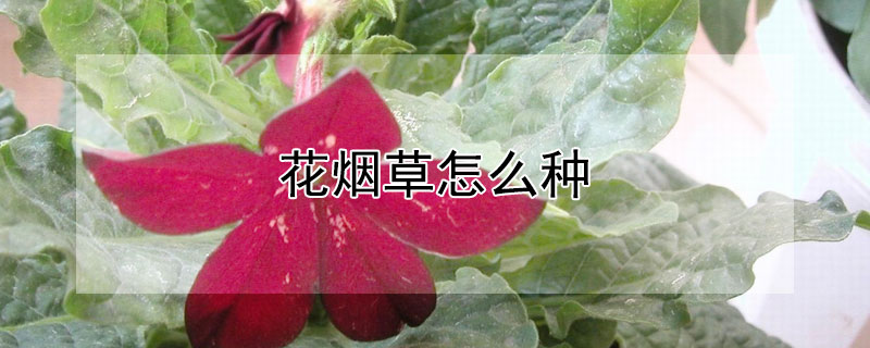 花烟草怎么种 烟草可以种花吗