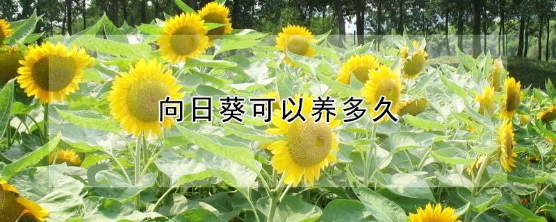 向日葵可以养多久（泰迪向日葵可以养多久）