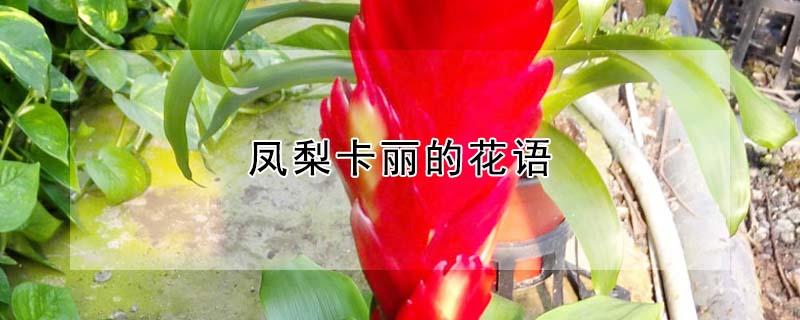 凤梨卡丽的花语（凤梨的花语就是什么）