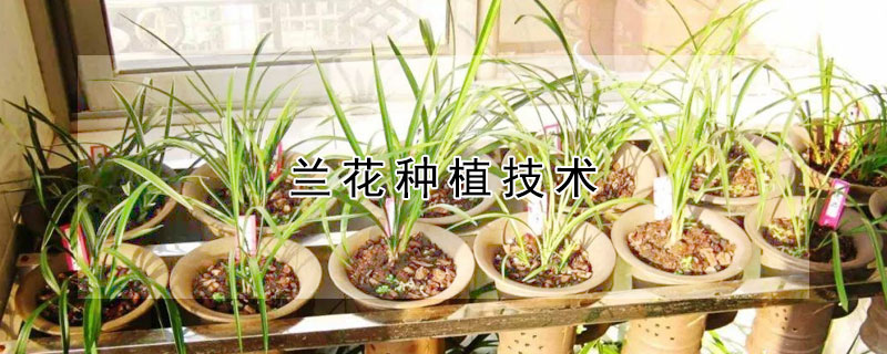 兰花种植技术（冬季西兰花种植技术）