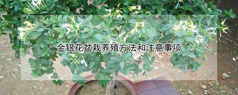 金银花盆栽养殖方法和注意事项 金银花盆栽怎么养护