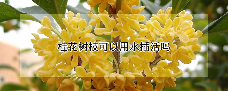 桂花树枝可以用水插活吗