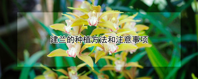 建兰的种植方法和注意事项 建兰花的养殖方法和注意事项