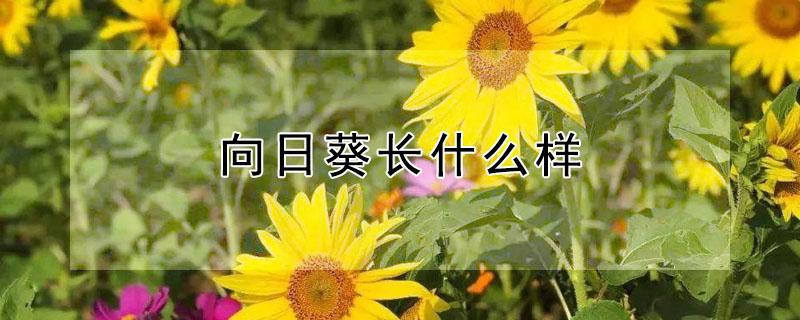 向日葵长什么样（没开花的向日葵长什么样）