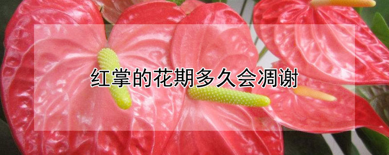 红掌的花期多久会凋谢（红掌开花后花会谢吗?）