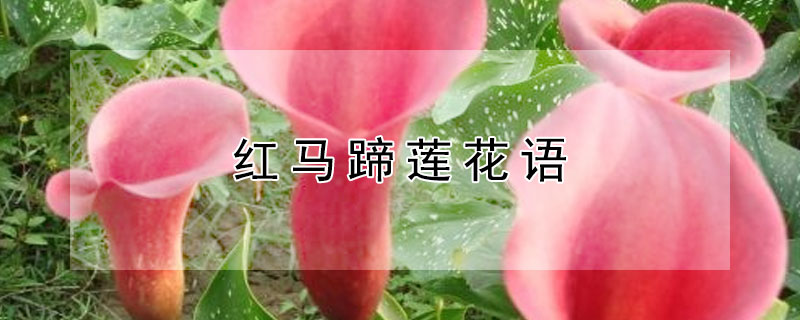 红马蹄莲花语 紫红色马蹄莲花语