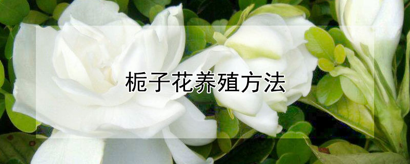 栀子花养殖方法（栀子花养殖方法 盆栽）