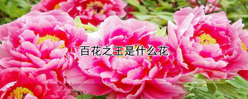 百花之王是什么花 百花之王是哪种花