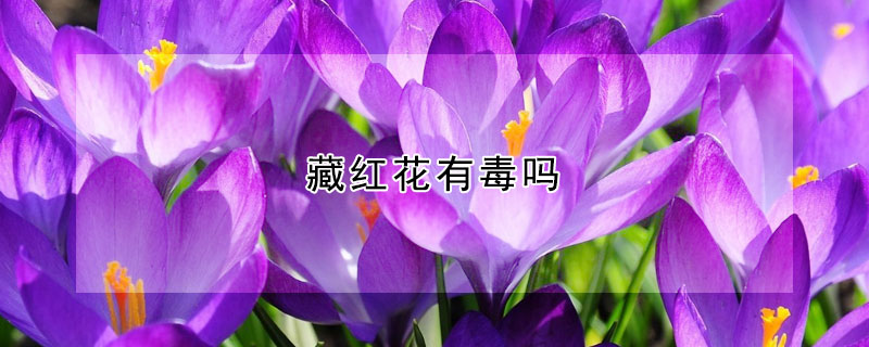 藏红花有毒吗（藏红花有毒吗,都有什么副作用）