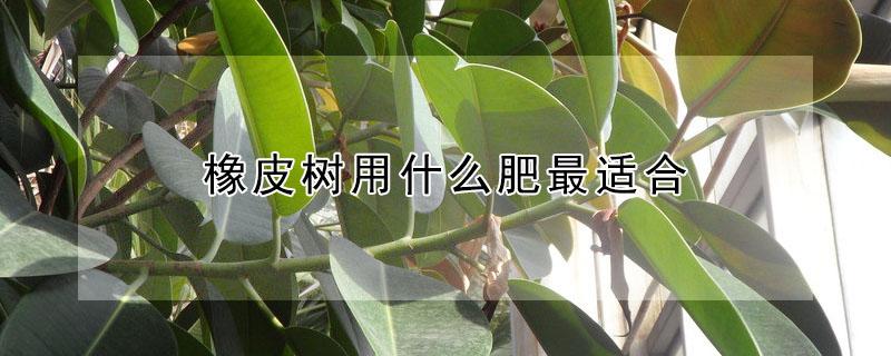 橡皮树用什么肥最适合 橡皮树施什么肥最好