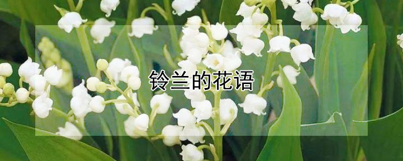 铃兰的花语（白色铃兰的花语）