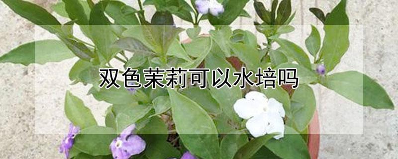 双色茉莉可以水培吗 茉莉可不可以水培