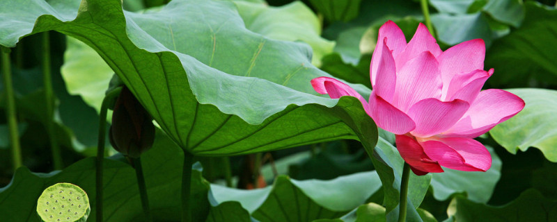 莲花花语是什么意思（红莲花花语是什么意思）