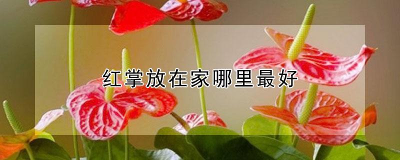 红掌放在家哪里最好（红掌摆放家里哪个位置好?）