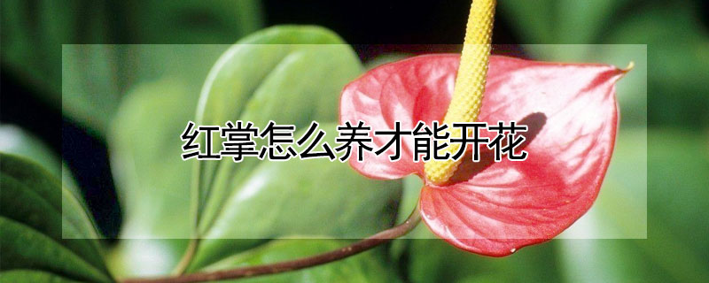 红掌怎么养才能开花