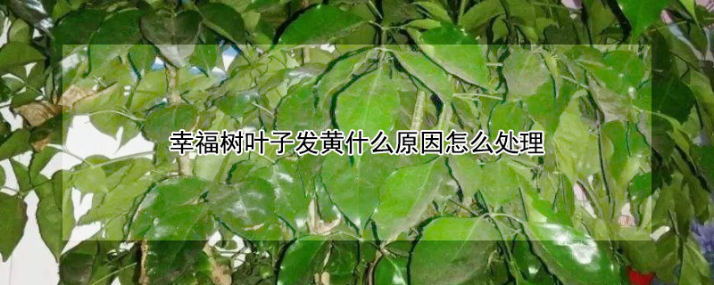 幸福树叶子发黄什么原因怎么处理（幸福树叶发黄怎么办）