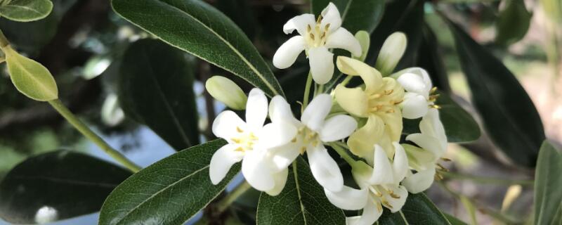 海桐的花语和象征（泡桐花的花语和寓意）