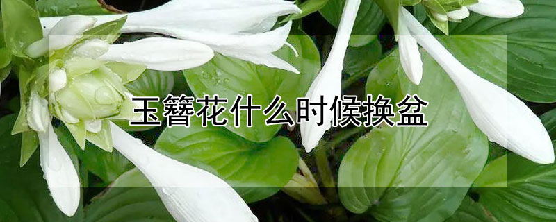 玉簪花什么时候换盆（玉簪花什么时候换盆好）