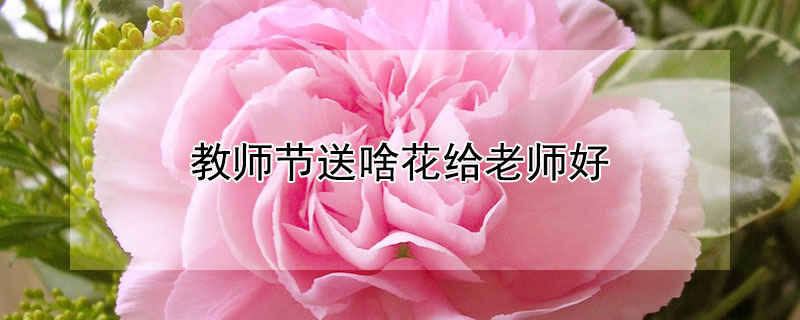 教师节送啥花给老师好 教师节送啥花给老师好呢?