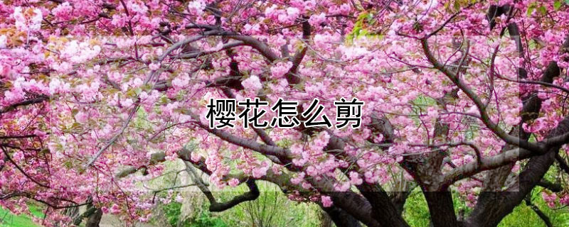 樱花怎么剪（樱花怎么剪步骤图）