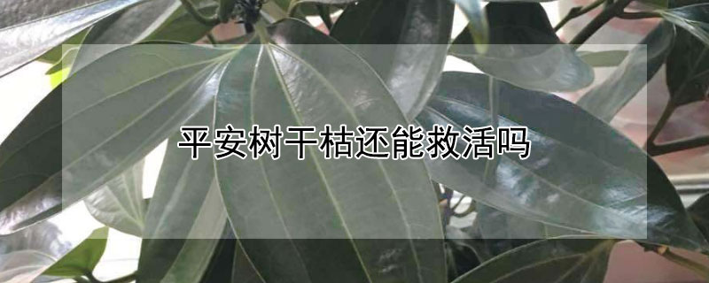 平安树干枯还能救活吗（平安树干枯了怎么救）