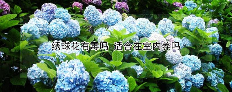 绣球花有毒吗 绣球花有毒吗?知道这点你还敢养吗?