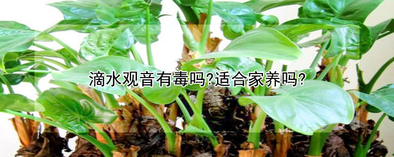 滴水观音有毒吗?适合家养吗? 滴水观音有毒吗?可以家养吗?