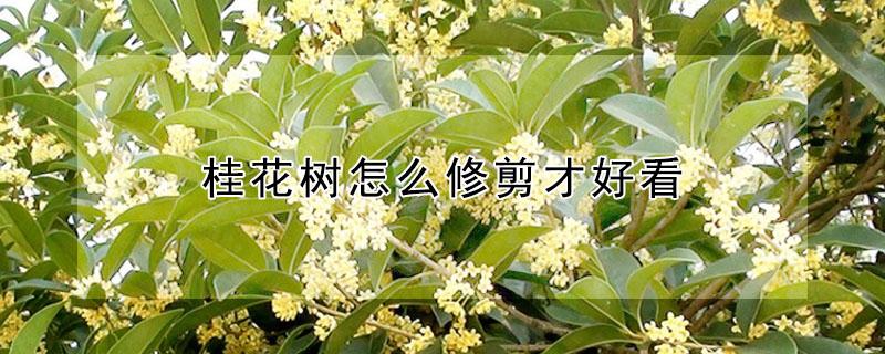 桂花树怎么修剪才好看（桂花树怎样修剪才好看）