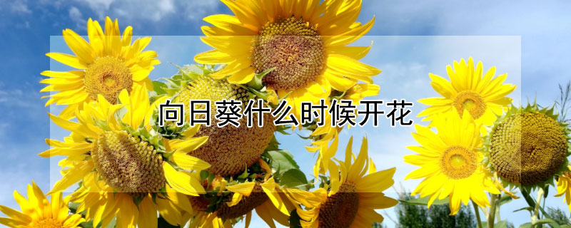 向日葵什么时候开花 向日葵什么时候开花的,大概几点